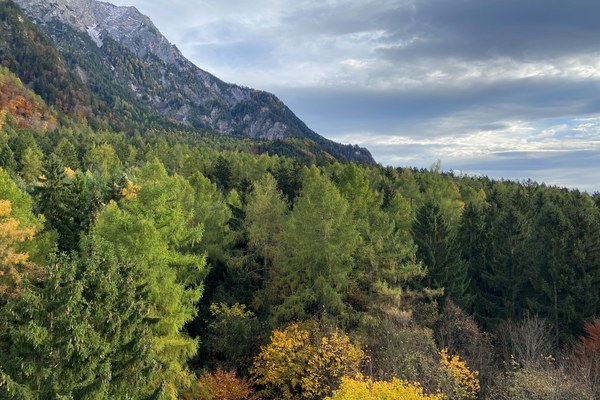 Act now to protect forests: sign the #HandsOffNature petition!