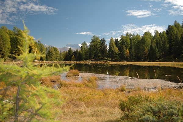 Bogs – a way out of the climate swamp