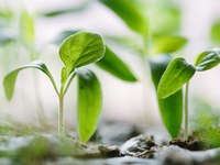 Challenges for alpine agriculture