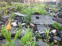 Heatwave aggravated by soil sealing