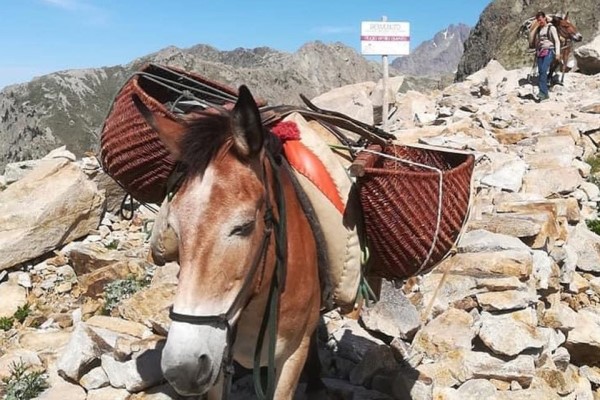 Hut transport: mules as an alternative