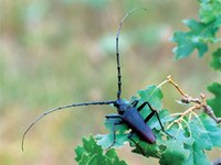 European Red List of Saproxylic Beetles