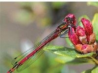 European Red List of Dragonflies
