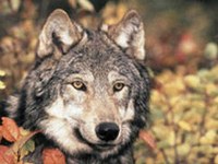 Distribution, habitat suitability, and connectivity of wolves (Canis lupus) in the Alps