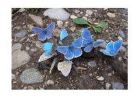 Proceedings of the European Conference on Biodiversity and Climate Change - Science, Practice and Policy