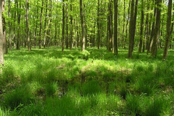 Nuovi equilibri tra la città e le aree montane e rurali