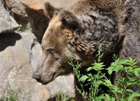 L'orso (Ursus arctos)