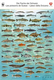 Sforzi per i pesci nelle Alpi