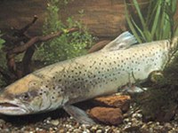 Misure di protezione ambientale per l'Alto Reno e il Lago di Costanza