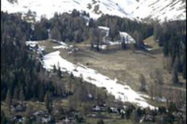 Impianti sciistici e neve artificiale minacciano la molteplicità di piante