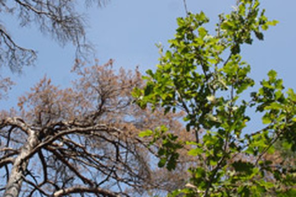 I boschi delle Alpi reagiscono sensibilmente al cambiamento del clima