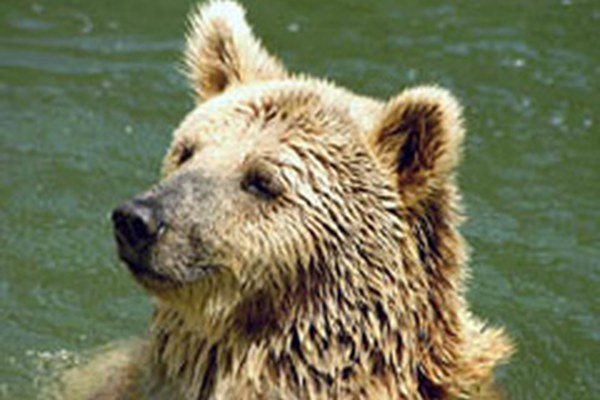 L'Italia chiede una miglior protezione dei grandi predatori nelle Alpi