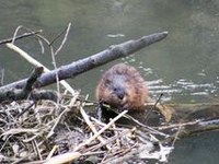 I castori si espandono nel Mittelland svizzero