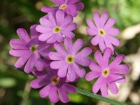 Perdita di specie nelle zone umide della Svizzera