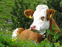 Vaccinazione volontaria contro la lingua blu