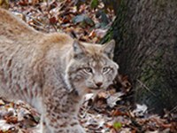 Nuova piattaforma della Convenzione delle Alpi sui grandi predatori