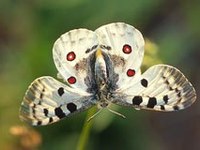 Nuovo portale on-line sulla biodiversità nelle regioni di montagna