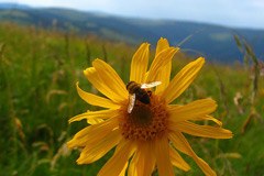 Gli effetti del cambiamento climatico nelle regioni montane