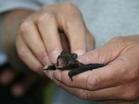 Un ospite prezioso nel castagneto: Rete di Comuni “Alleanza nelle Alpi”