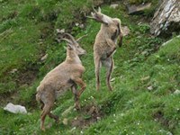 Parco del Gran Paradiso: misteriosa moria di cuccioli di stambecco