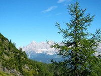 Cambiamenti climatici: se la tortrice grigia rosicchia meno larici