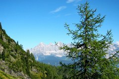 Cambiamenti climatici: se la tortrice grigia rosicchia meno larici