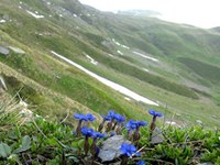 Perdita di biodiversità: particolarmente grave nelle zone di montagna