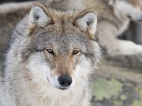 Lupo, orso e lince - bentornati nelle Alpi!