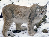 Tempi duri per lupo, orso e lince