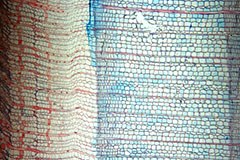 Cambiamento climatico: la primavera anticipa, l'autunno ritarda