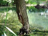 Liechtenstein, terra di castori