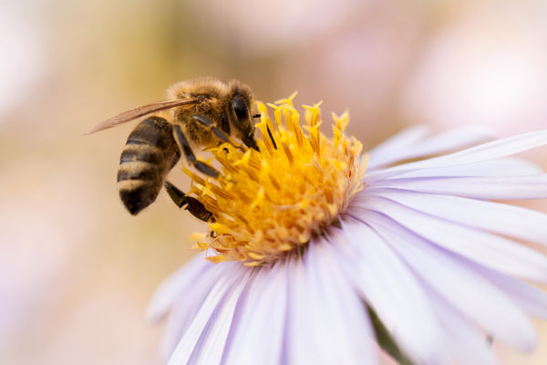 Quanto costa l'erba?