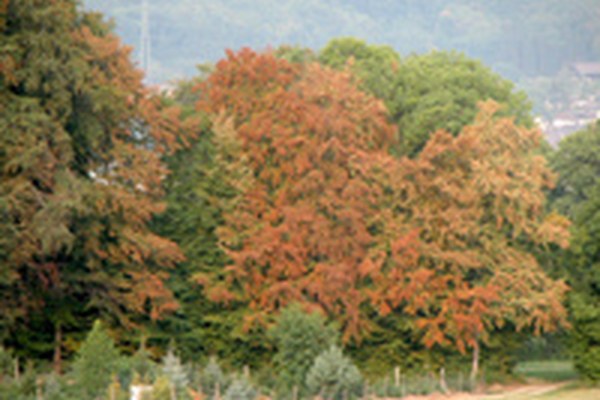 La siccità provoca danni al bosco - pericolo bostrico