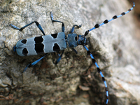 Elementari e a rischio