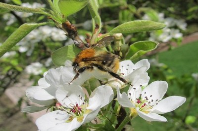 «I fiori sono le stazioni di servizio delle api»