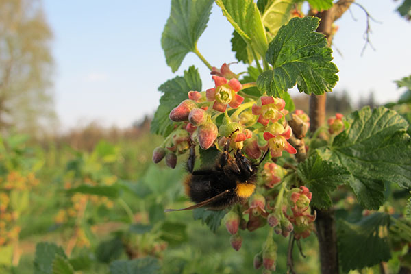 La regina degli insetti