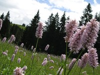 La varietà naturale migliora la qualità della vita