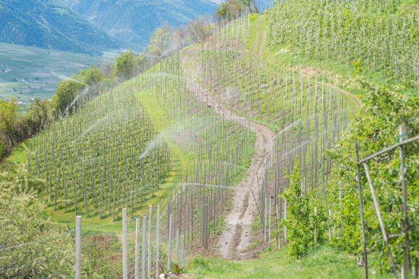 Pesticidi in montagna