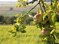 Verso una frutticoltura senza (o con meno) pesticidi