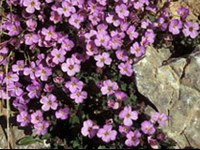 Réchauffement climatique : floraison plus précoce des fleurs alpines