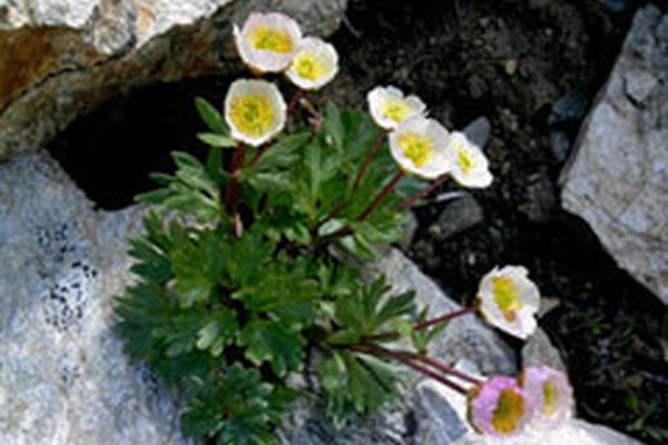 Le changement climatique réduit la biodiversité
