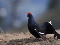 Les animaux sauvages menacés par les sports d'hiver