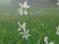 La protection des narcisses dans les Karawanken