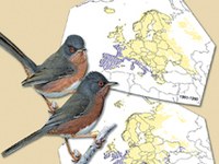 Les oiseaux nicheurs des Alpes menacés par les changements climatiques