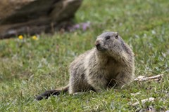 Etude sur le changement climatique dans l'espace alpin tyrolien