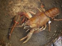 Plus de 10 000 espèces étrangères en Europe