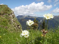 Analyse complète de la biodiversité dans l'UE