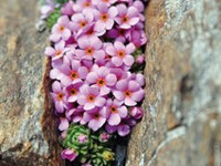 La nature, un formidable tampon climatique - L'androsace des Alpes est menacée