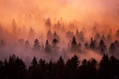 L'année des forêts : actions dans l'espace alpin