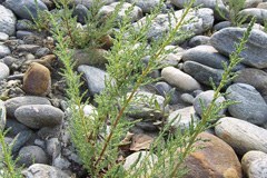 Le Tamarin d'Allemagne vaut à l'Autriche un recours auprès de l'Union européenne